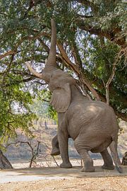 high leaves by Marijke Arends-Meiring