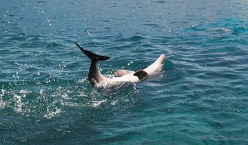 Dauphin nageant sur le dos à Curaçao sur Melissa vd Bosch
