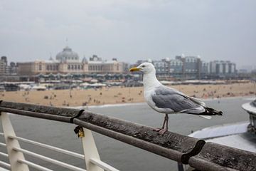 Die Möwe von Scheveningen von SchraMedia