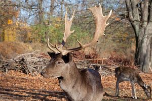 Porträt Damhirsch