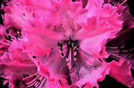 pink/black rhododendron  by Gera Wijlens thumbnail