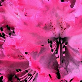 Roze/zwarte rododendron  van Gera Wijlens