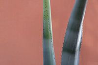Two aloe vera leaves against a terracotta background
