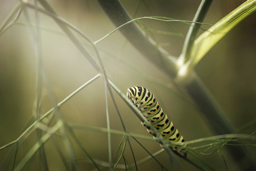 Caterpillar par Lonneke Prins