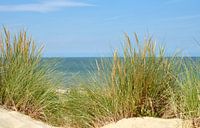 Helmet grass in the dunes with the sea in the background