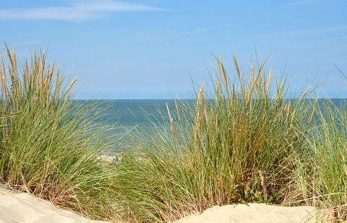 Helmet grass in the dunes with the sea in the background