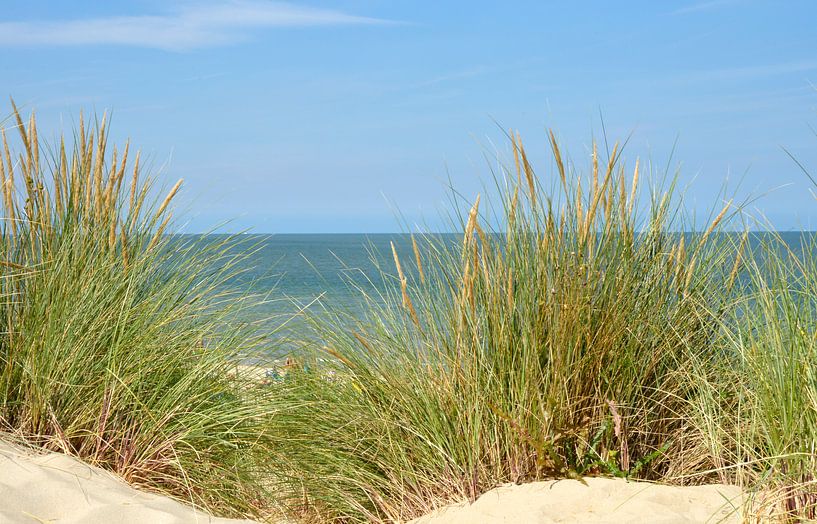 Helmgras in de duinen met de zee op de achtergrond van Trinet Uzun