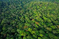 Luchtfoto van het regenwoud van Lambir Hills National Park van Nature in Stock thumbnail