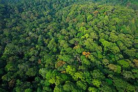Aerial view of the rainforest of Lambir Hills National Park by Nature in Stock