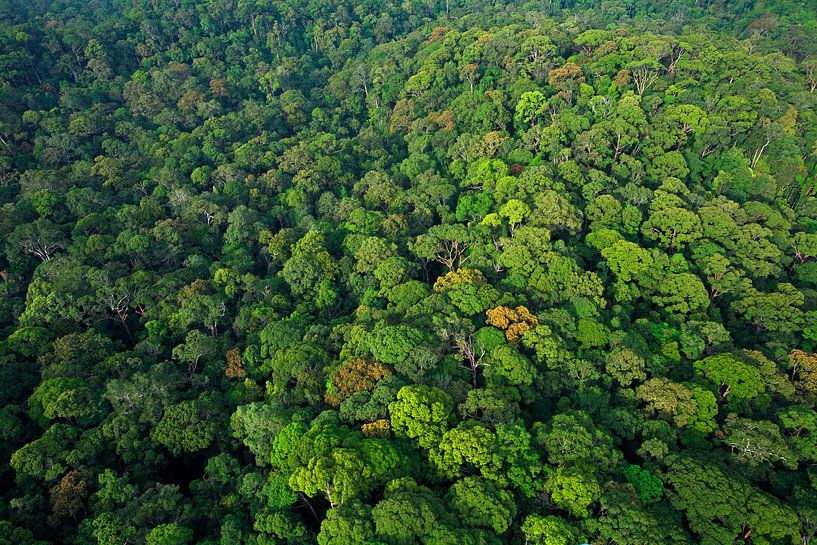 Vue aérienne de la forêt tropicale humide du parc national de Lambir Hills par Nature in Stock