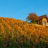 Weinberg bei Freyburg (Unstrut) im Herbst von t.ART
