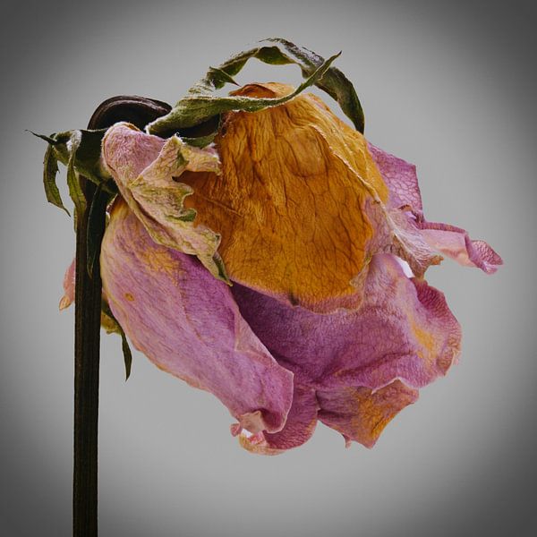 Rose fanée par Huub Westendorp