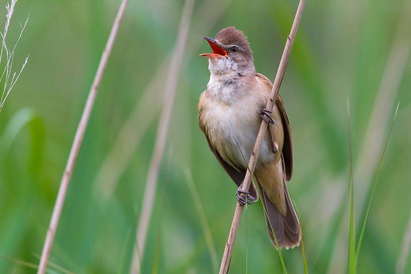 Singender Großer Habichtsdrache (Acrocephalus arundinaceus) von Beschermingswerk voor aan uw muur