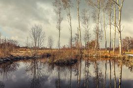 Étang sur le sentier éducatif du Ried à Wilhelmsdorf dans le Pfrunger-Burgweiler Ried sur BlattArt - Christine Horn