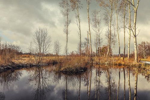 Vijver op het rietnatuurpad in Wilhelmsdorf in de Pfrunger-Burgweiler Ried
