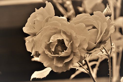 Rose de la vieille boîte sur Fons Hayes