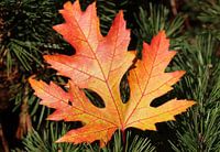 Feuille d'érable multicolore