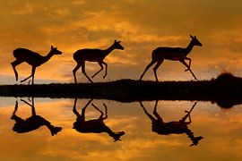 I M P A L A von Thomas Herzog