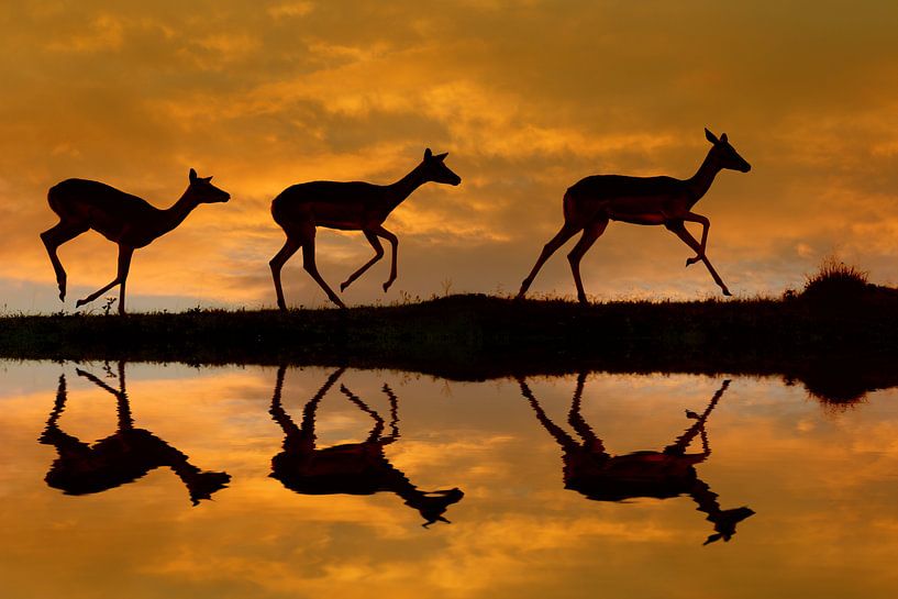 I M P A L A von Thomas Herzog