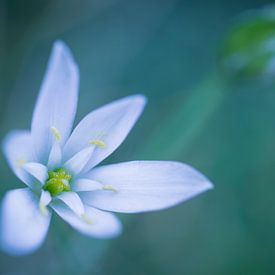 Wild garlic blossom by Carolin Cohrs