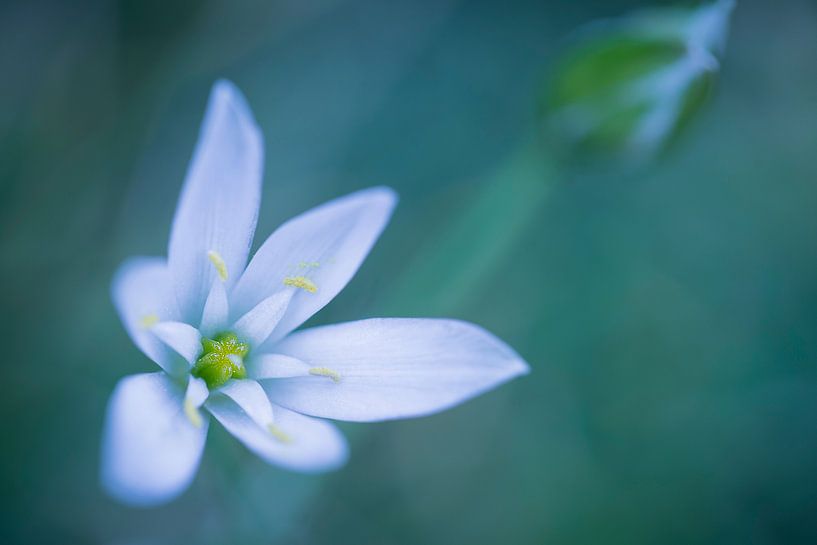 Wild garlic blossom by Carolin Cohrs