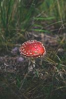 Pilz