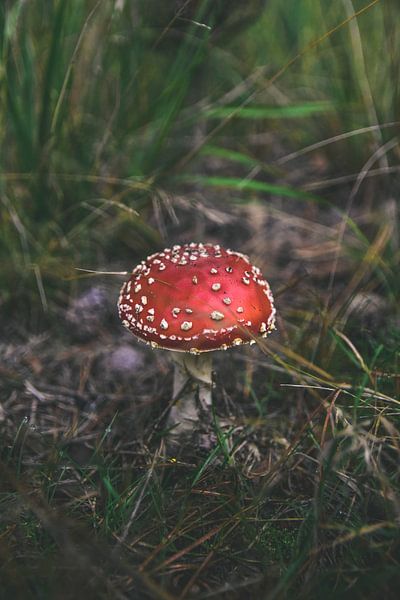 Pilz von Kelly Kutterik Photography