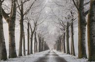 Winter Wandeling par Lars van de Goor Aperçu