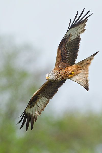 Rode Wouw in vlucht in Engeland van Jeroen Stel