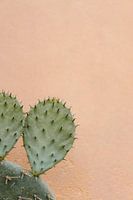 Cactus against a pink wall