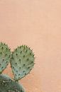 Cactus against a pink wall by Wianda Bongen thumbnail