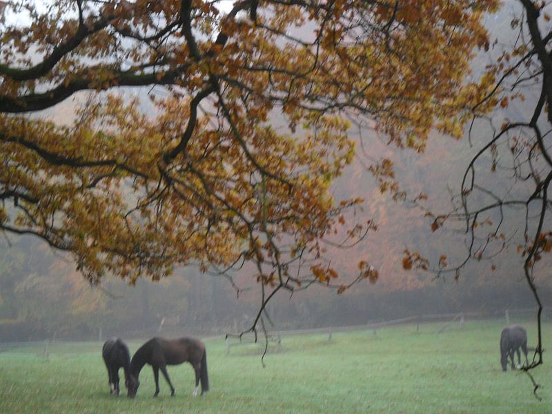 Koppel am Waldrand by Peter Norden