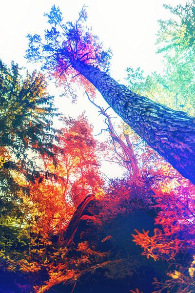 Kirnitzsch valley between rocks and sandstones by Jakob Baranowski - Photography - Video - Photoshop