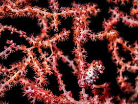 Hippocampus bargibanti von Enak Cortebeeck