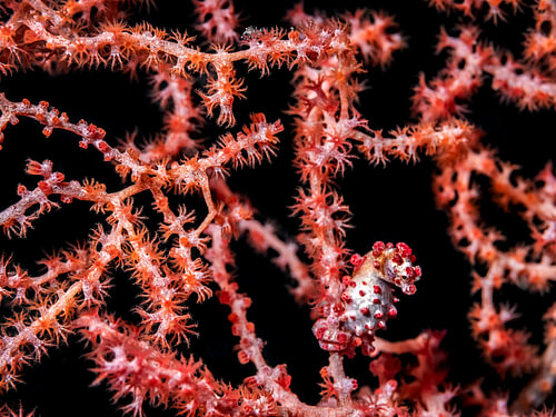 Hippocampus bargibanti
