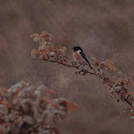 Stonechat by Monica Zimmermans