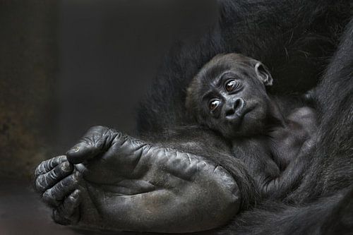 Bigfoots Baby
