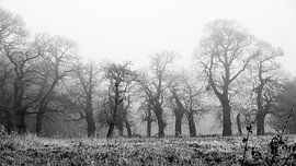 Oaks in the mist - Bergen op Zoom by Maurice Weststrate