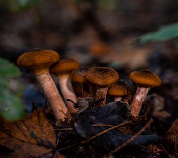 Mushroom family by Marjon Boerman