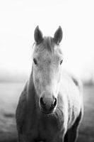 Old white horse mare looking at camera, in black and white