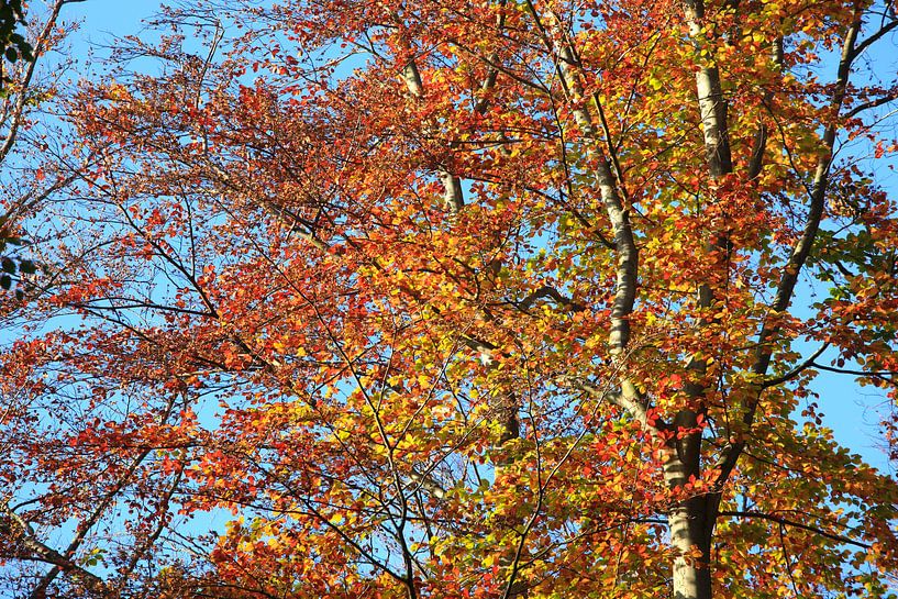 Prachtige beuk van Thomas Jäger