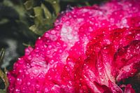 Ranunculus up close