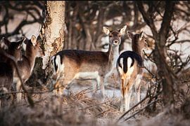 Fallow deer in the Amsterdam water supply dunes by Cecile Mabelis
