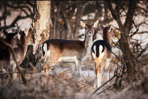 Fallow deer in the Amsterdam water supply dunes