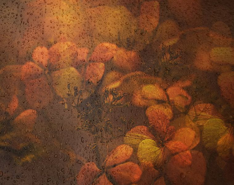 In love with hydrangeas by Saskia Dingemans Awarded Photographer