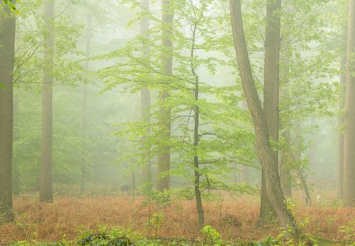 Het mooie Liesbos op een prachtige mistige lente ochtend.