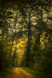An idyllic forest path in the morning by Harald Bader Photography