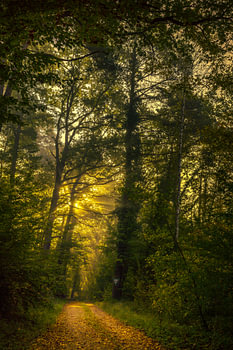 An idyllic forest path in the morning