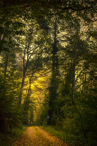 An idyllic forest path in the morning