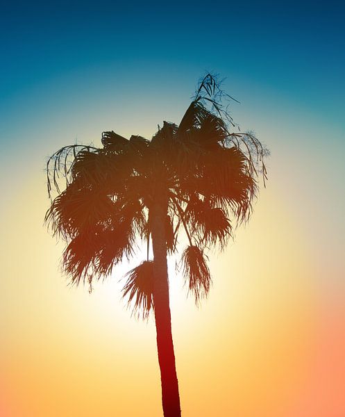 Palm tree by Bo Valentino